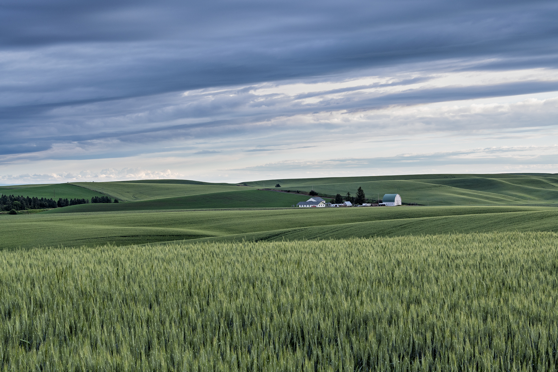 Green Wheat Evening II
