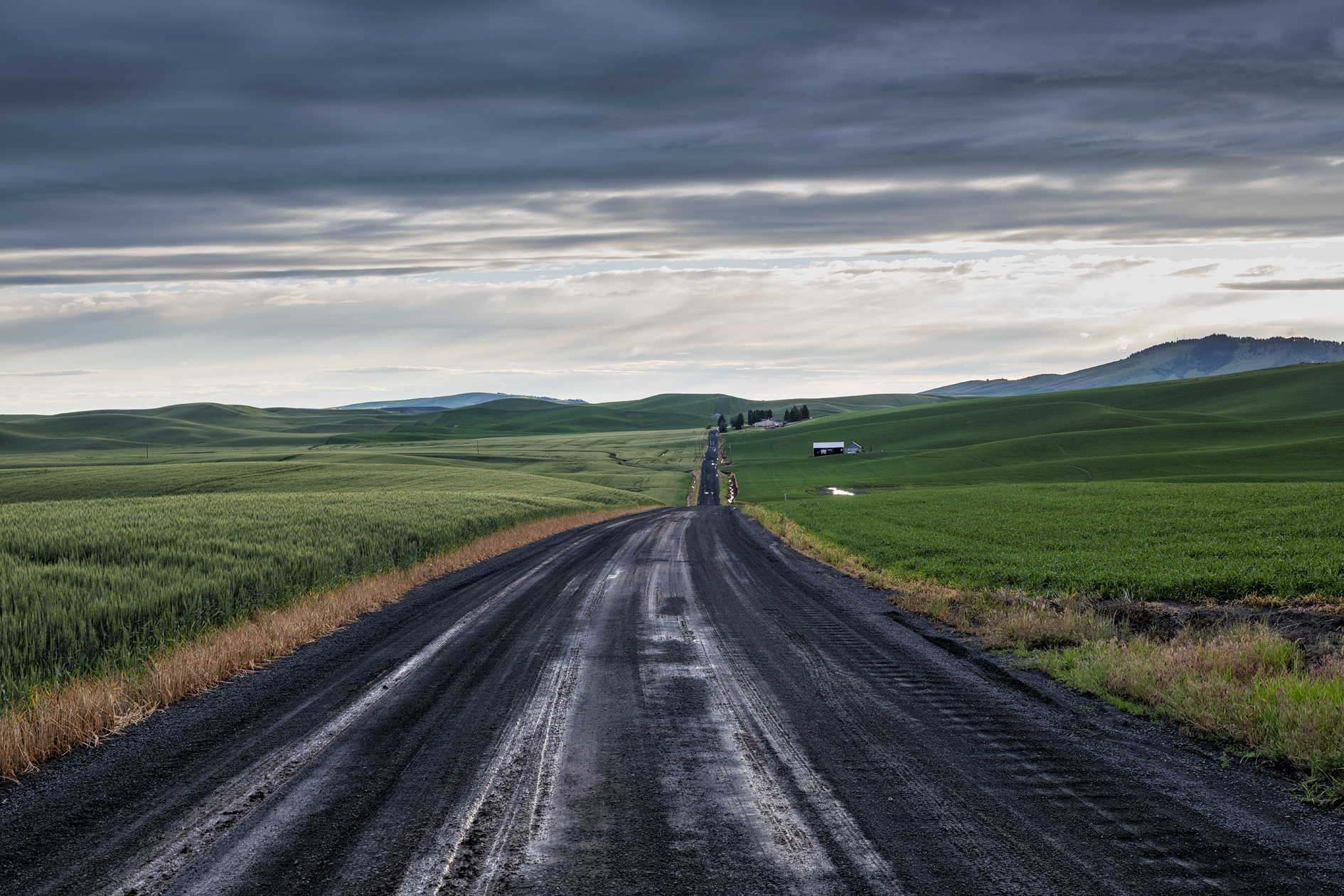 Green Wheat Evening III