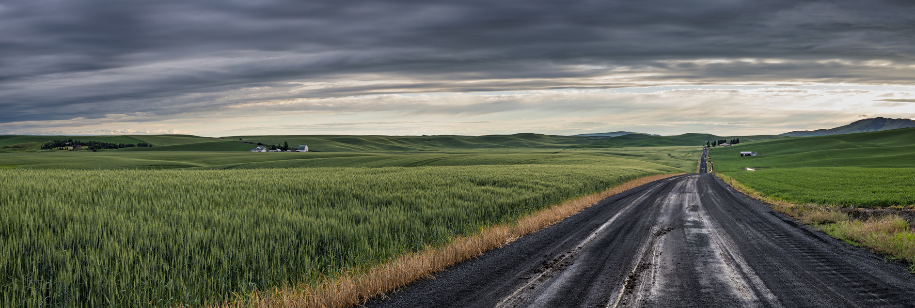 Green Wheat Evening IV