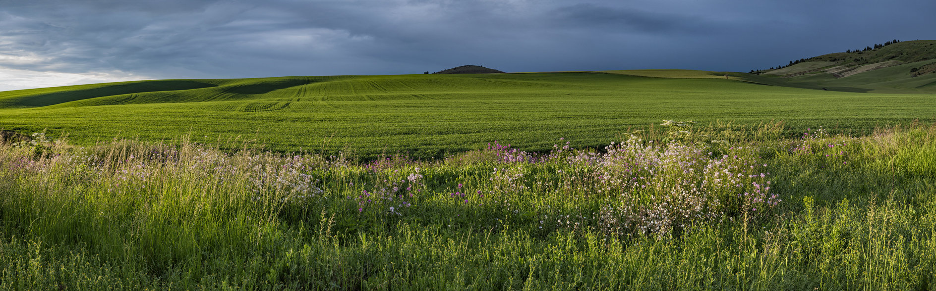Green Wheat Evening V