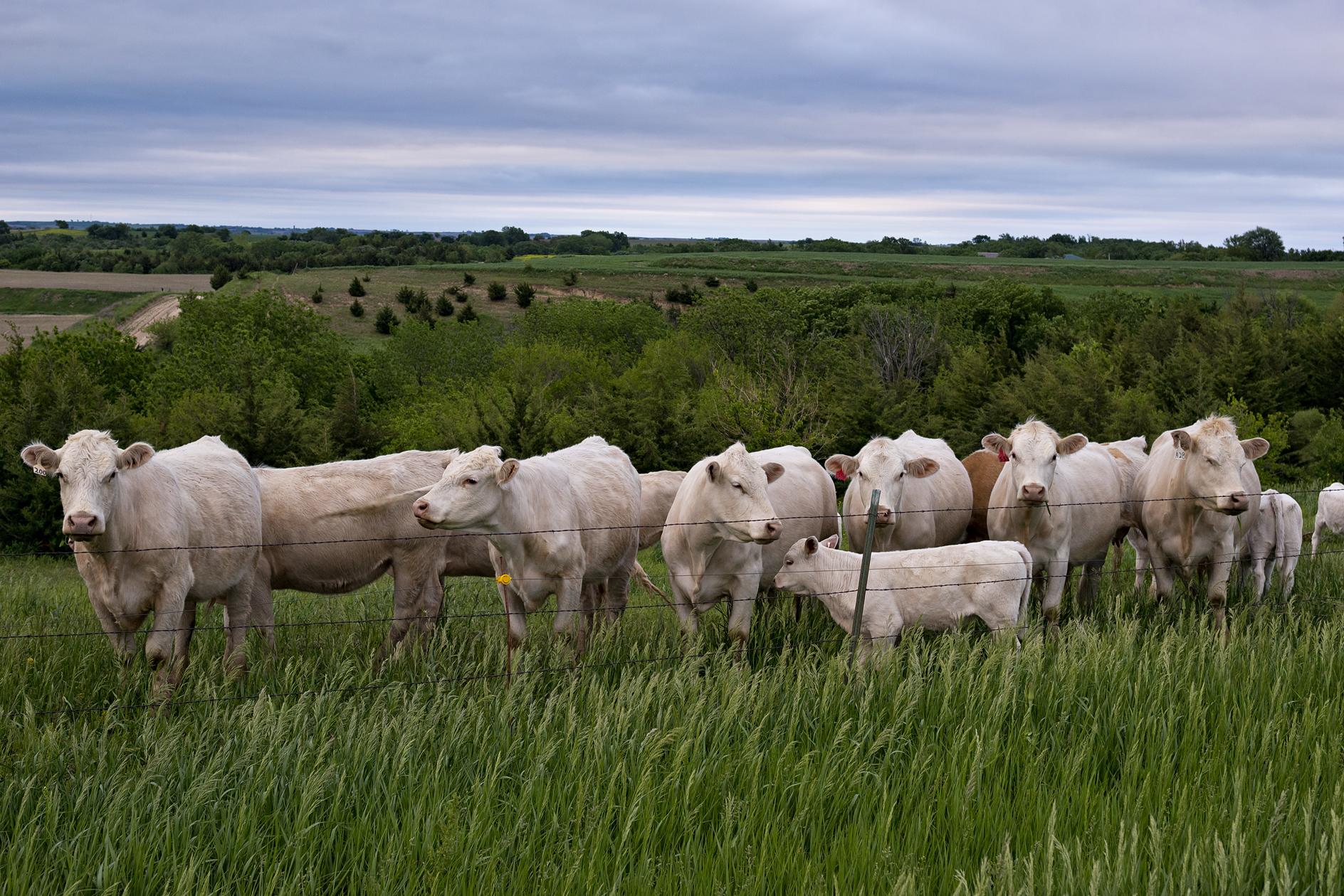 Greener on the Other Side