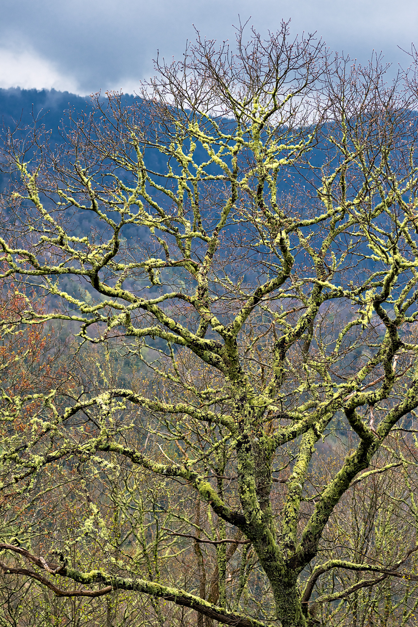 Greensleeves Revisited