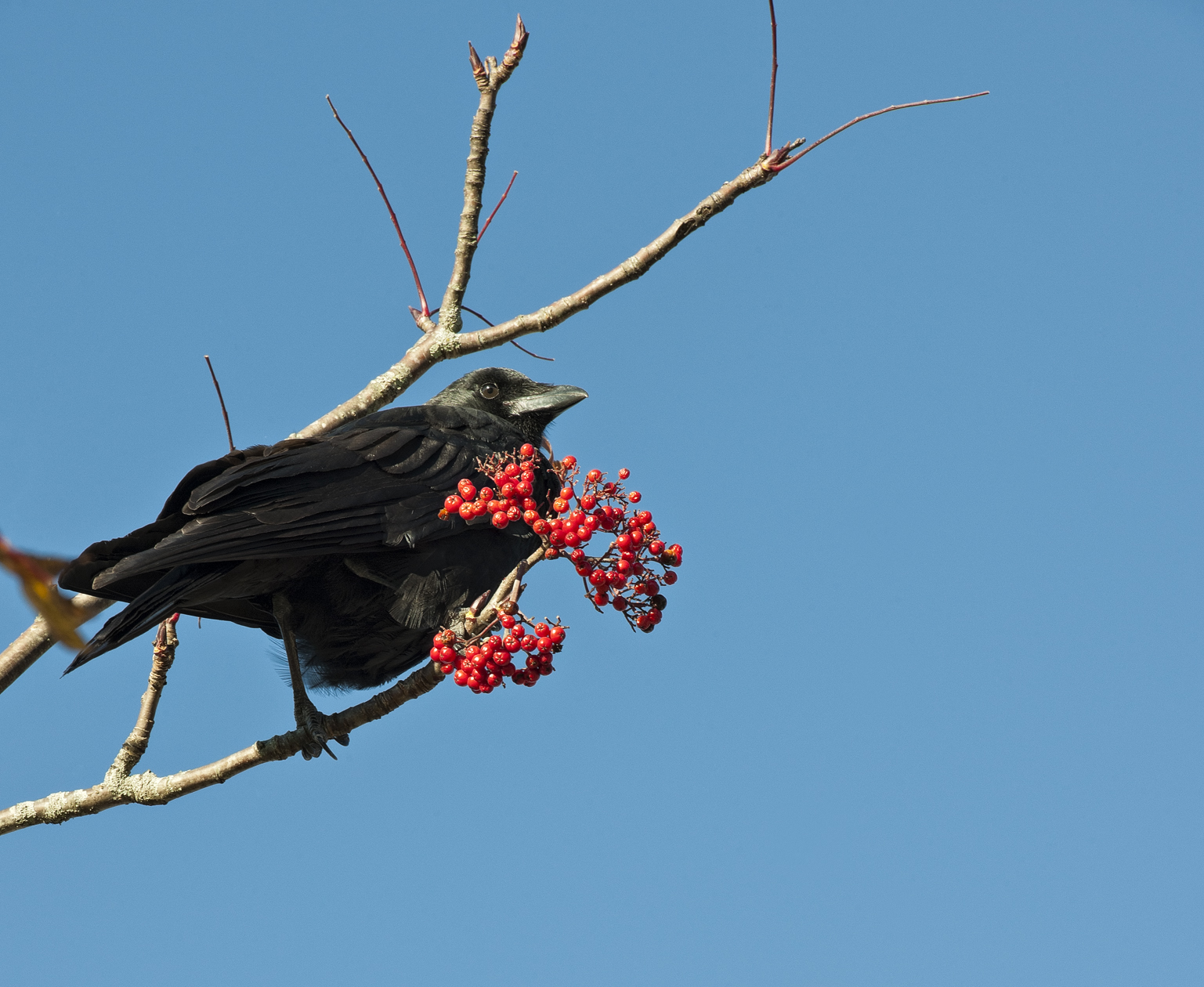 Guarding a Berried Treasure