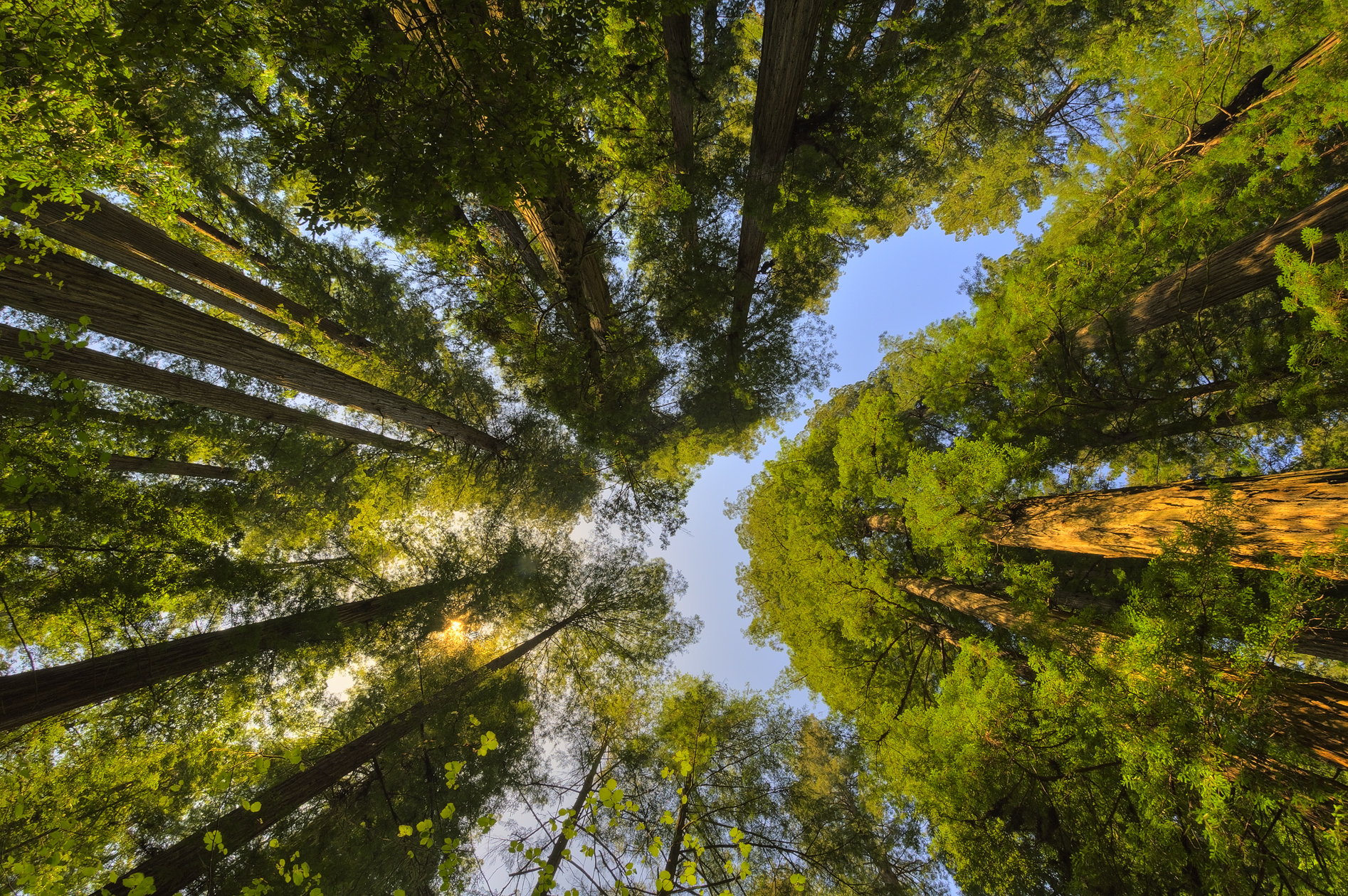 Hall of the Ancients