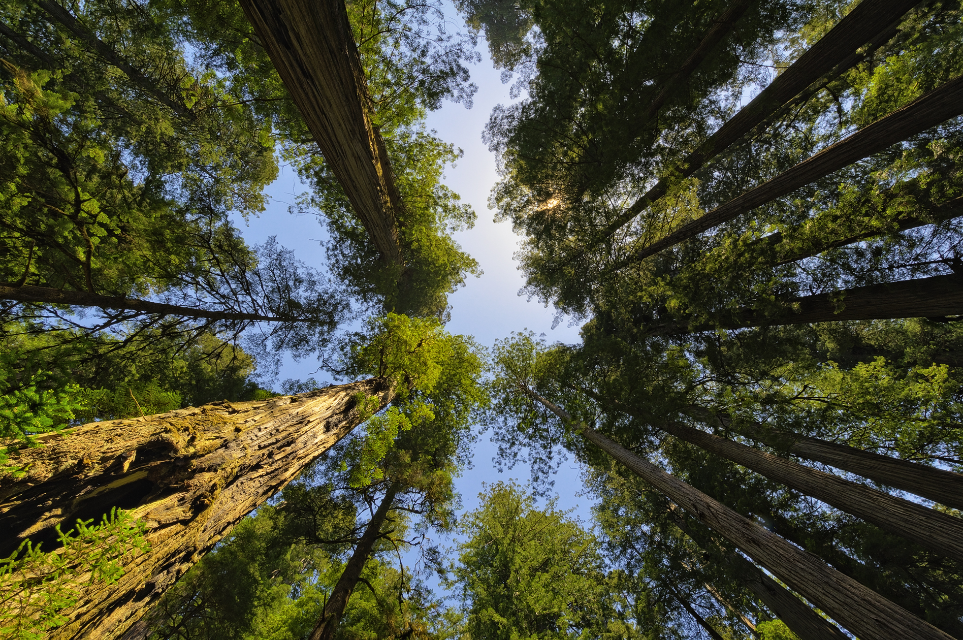 Hall of the Ancients II