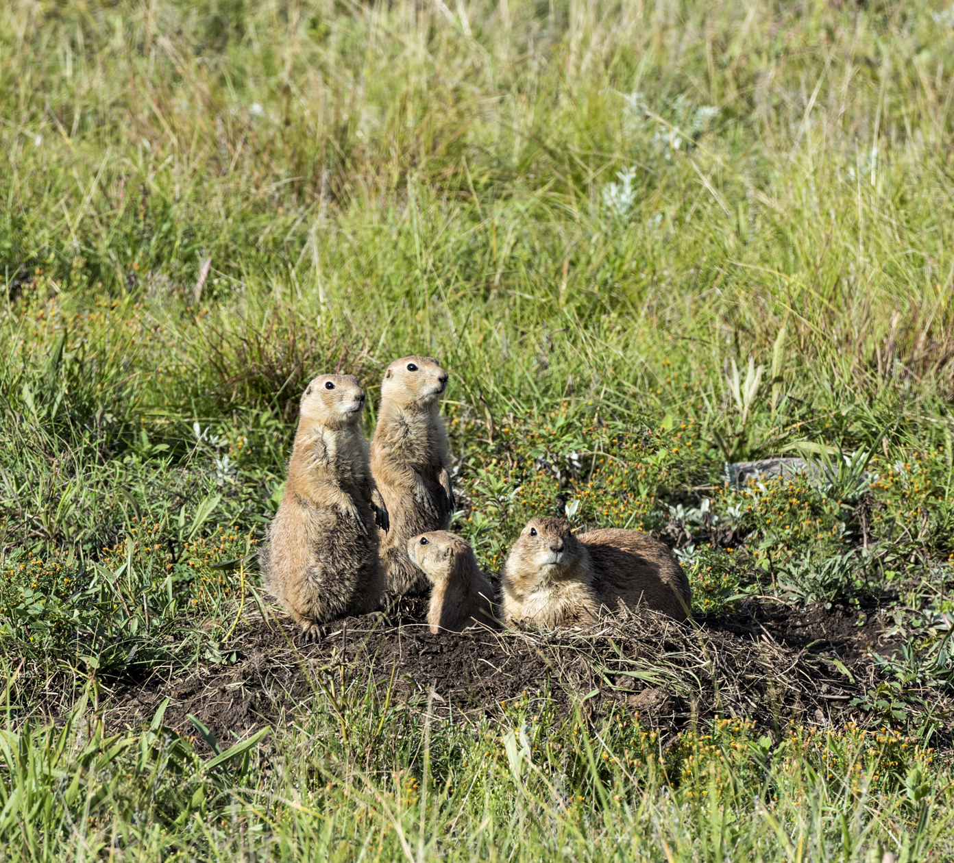 Hanging Around the Burrow