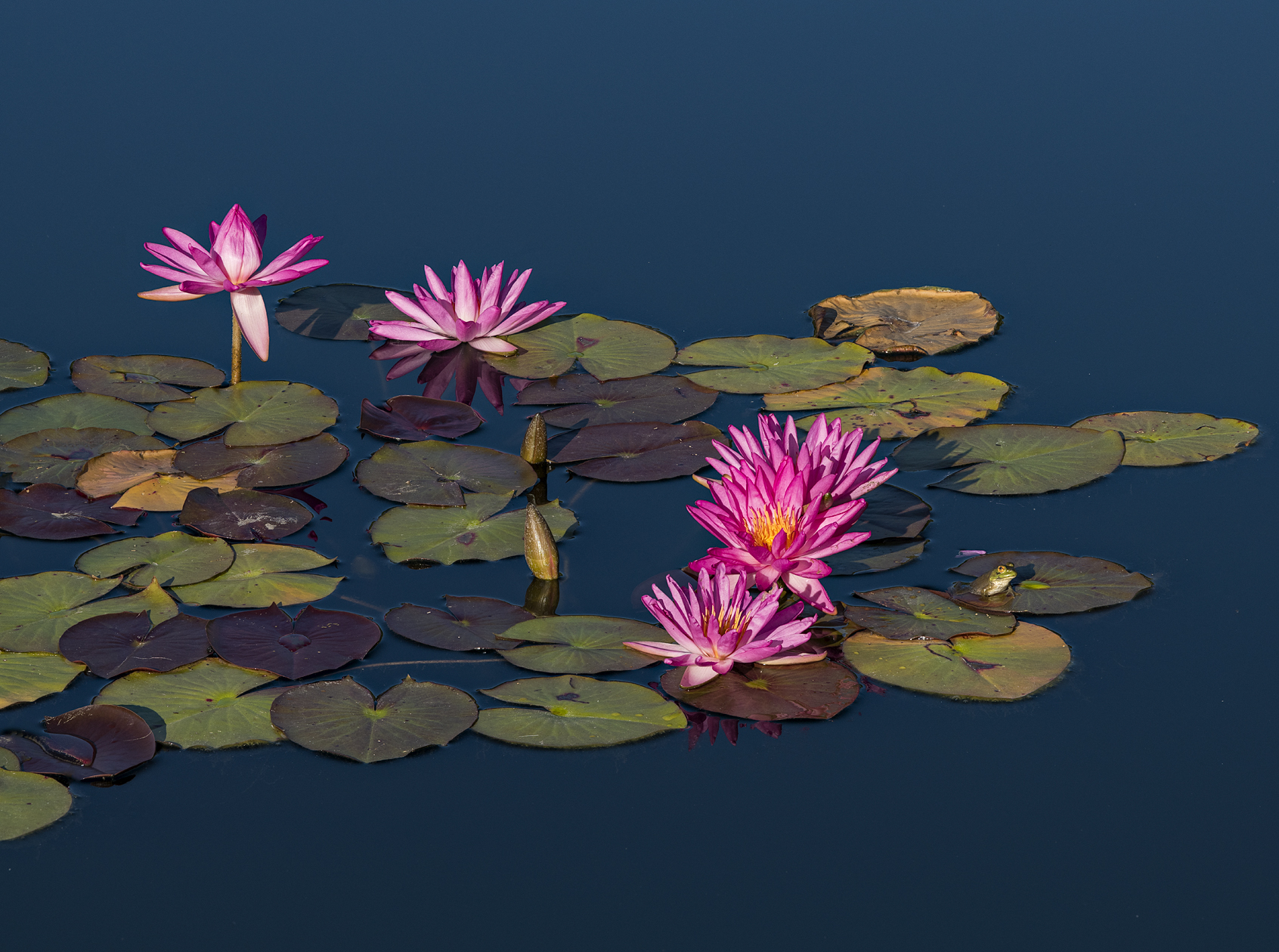 Hanging Around the Pad