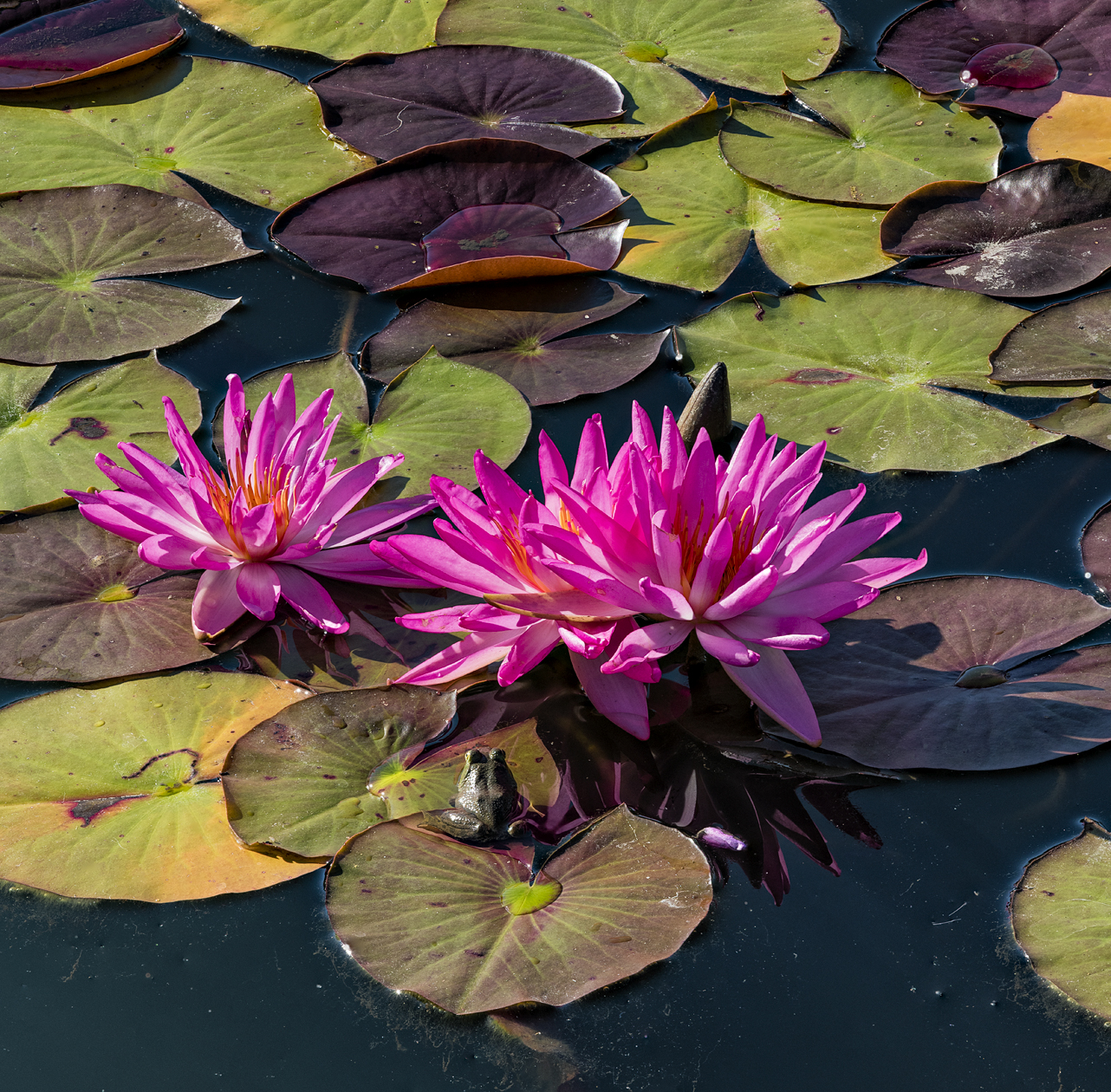 Hanging Around the Pad II