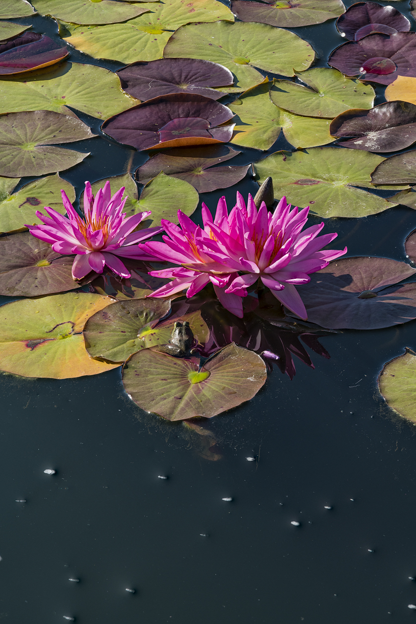 Hanging Around the Pad III