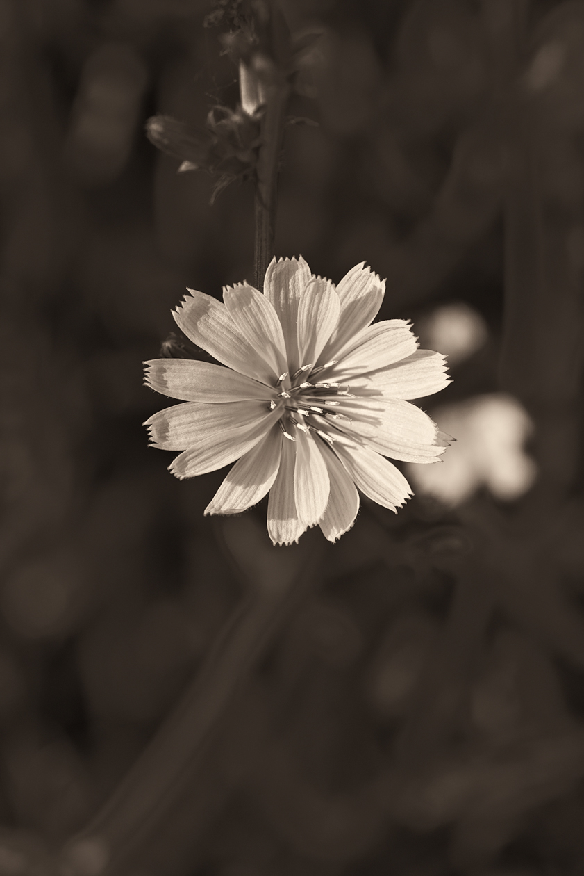 Hanging Around the Pasture
