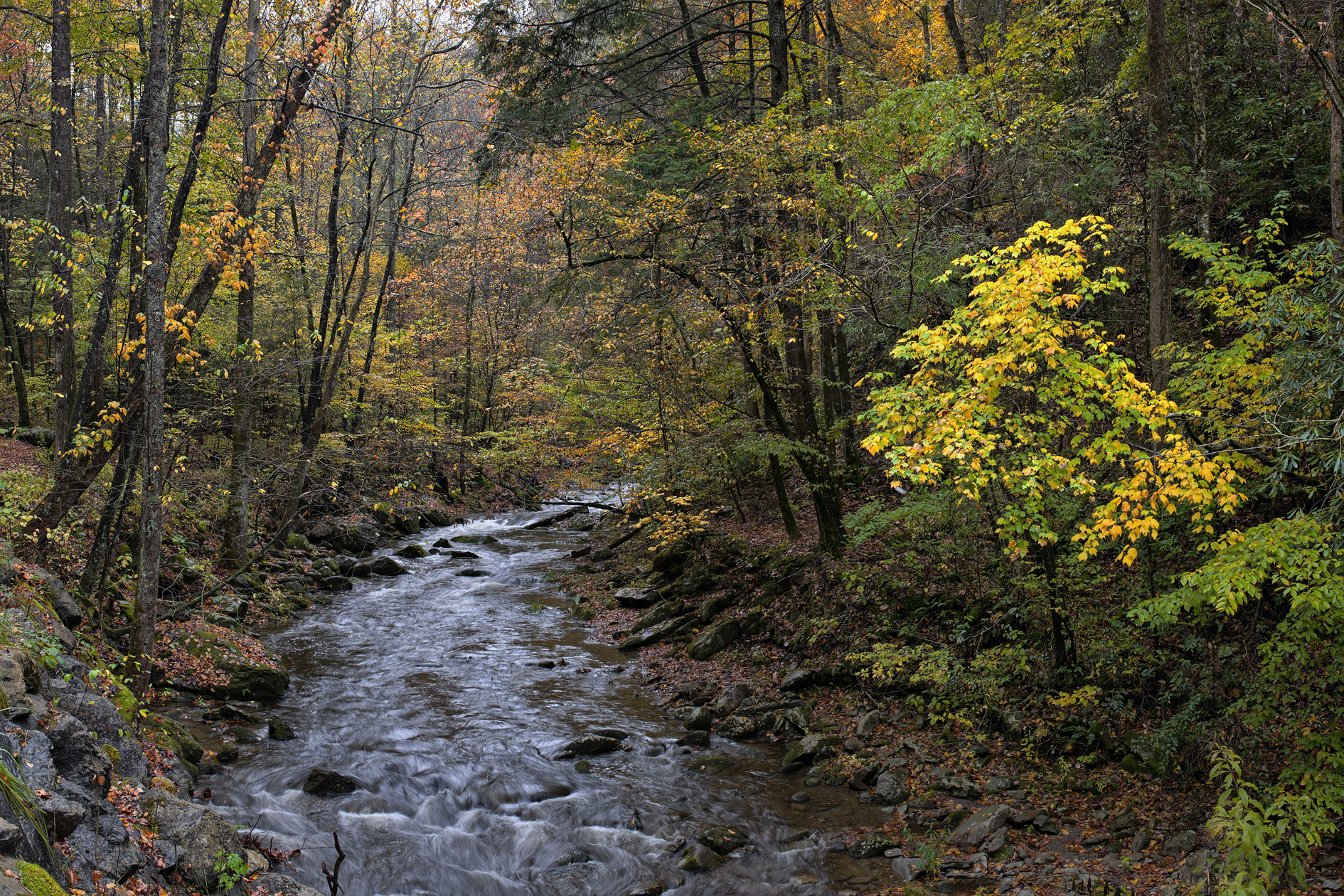 Hanging Out in the Woods