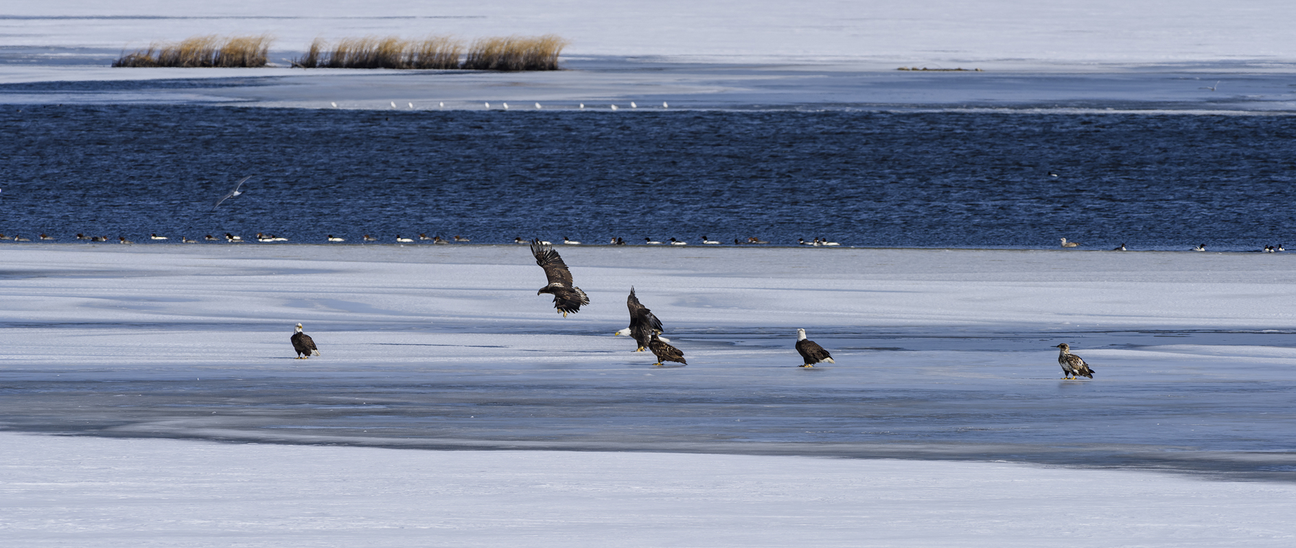 Hard Water Hangout II