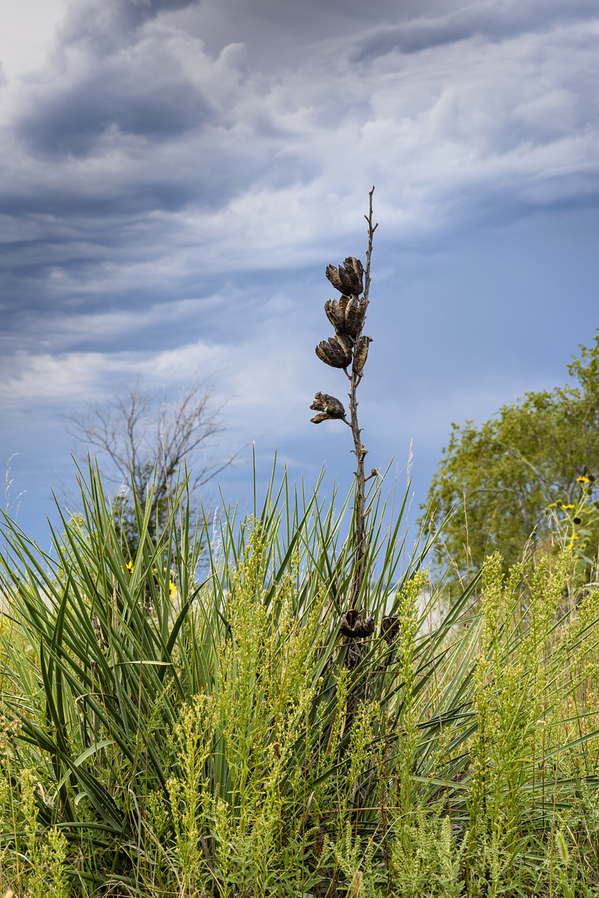 Harlan County Evening II