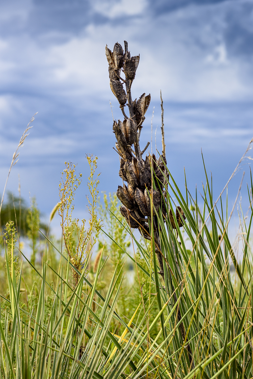 Harlan County Evening V