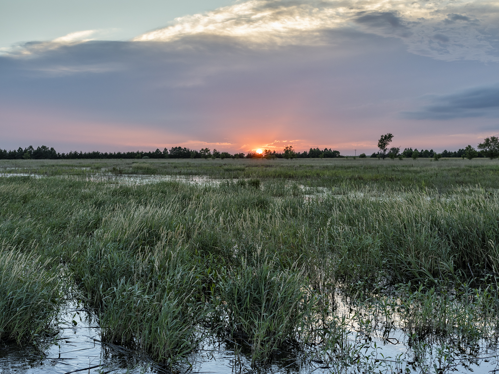 Harvard Marsh Evening II