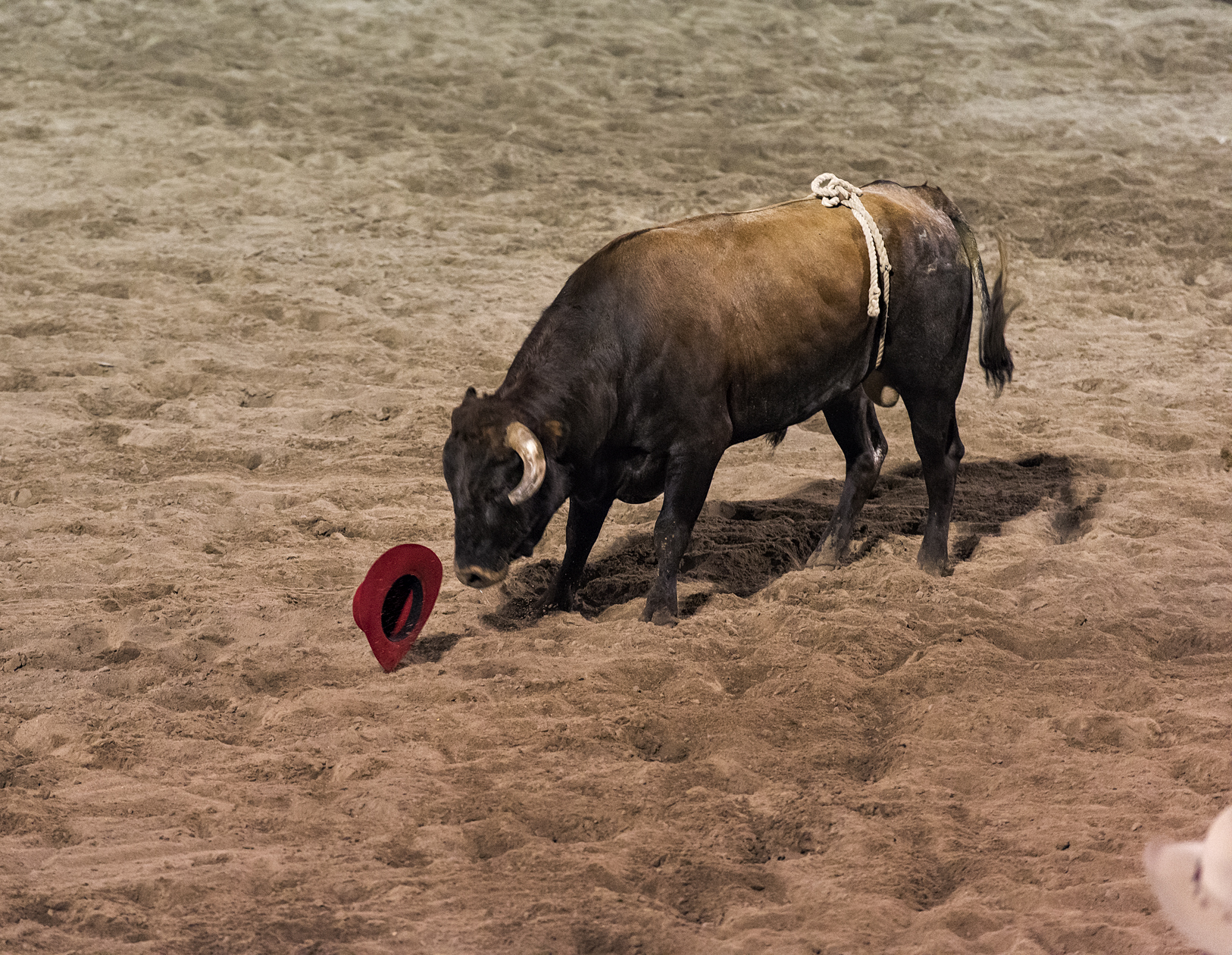 Hats Off to the Bull