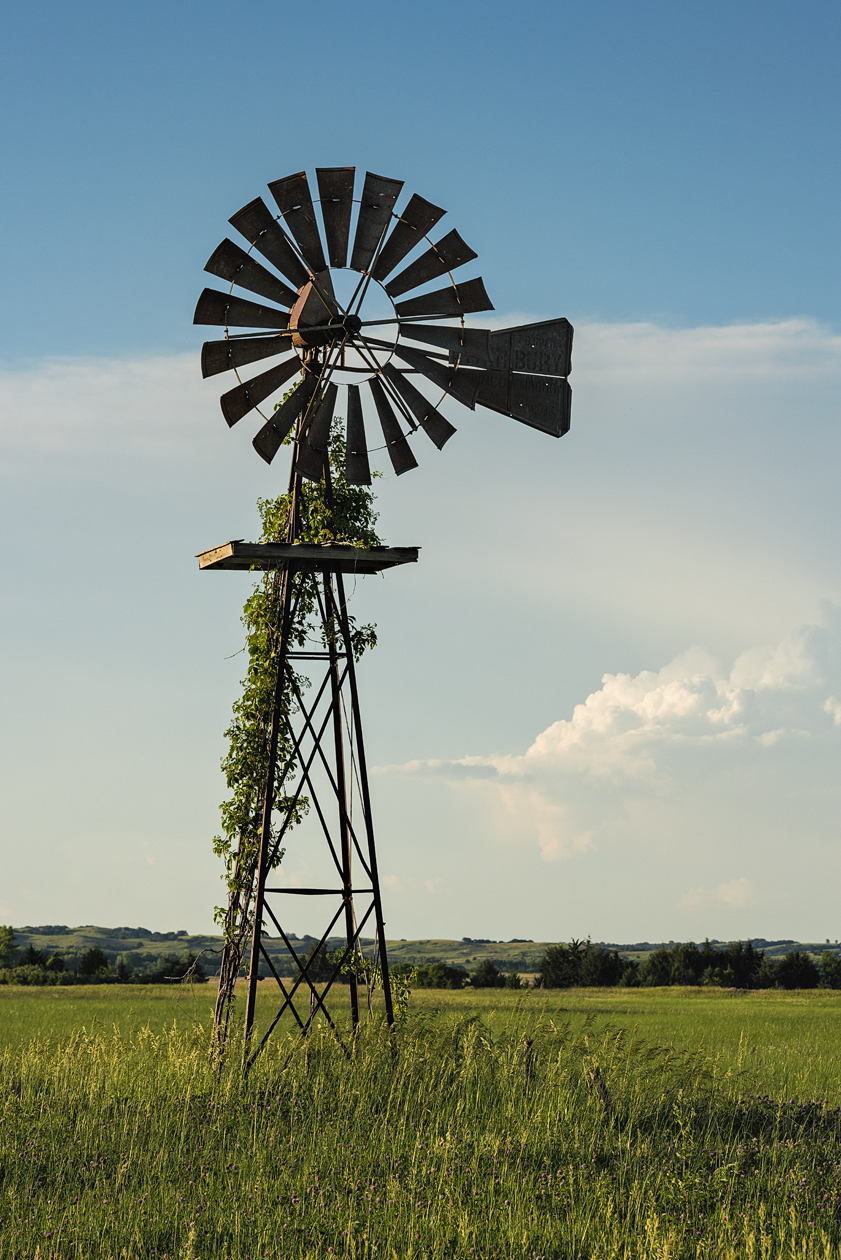 Having a Vine Friend II