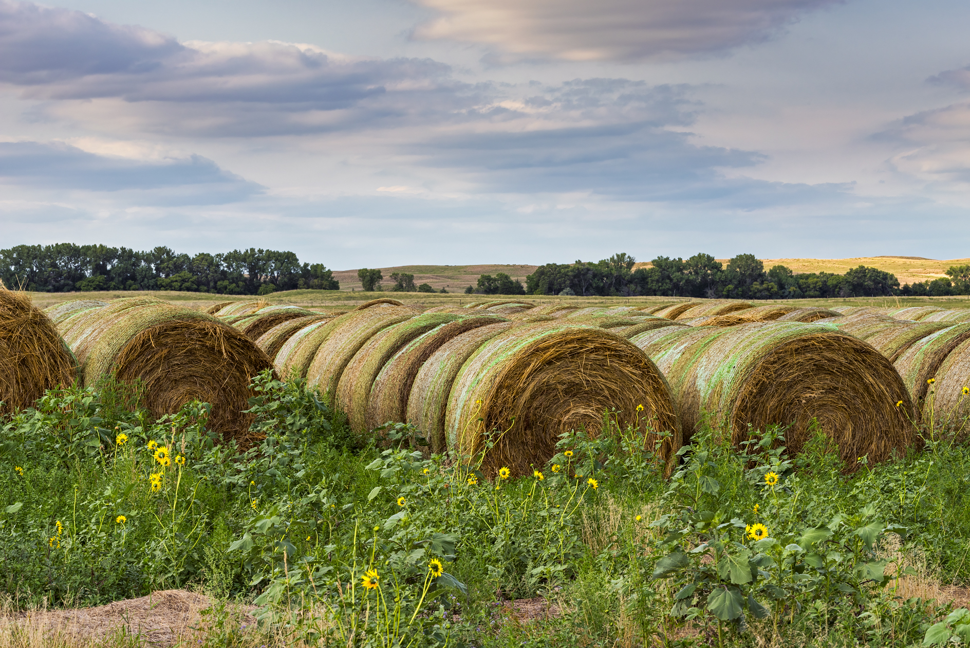 Hay Bale Evening