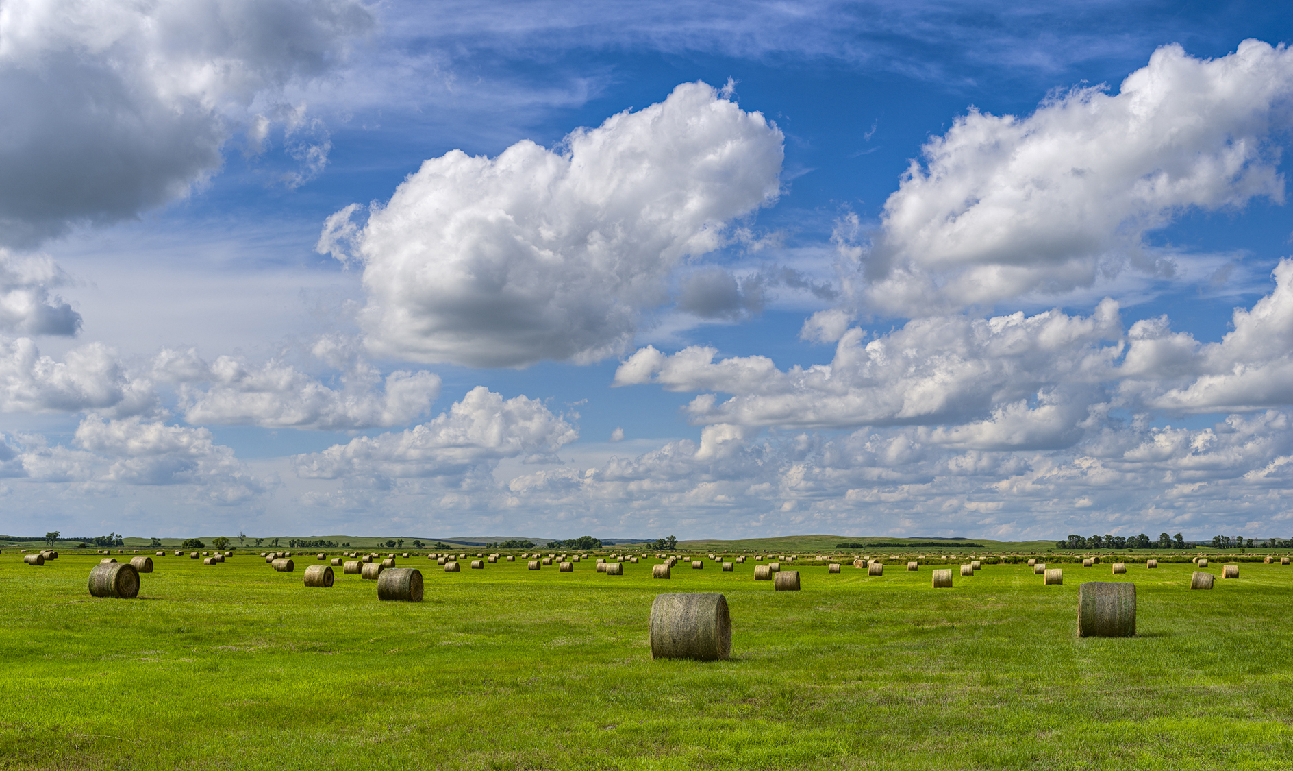 Hayfield Afternoon III