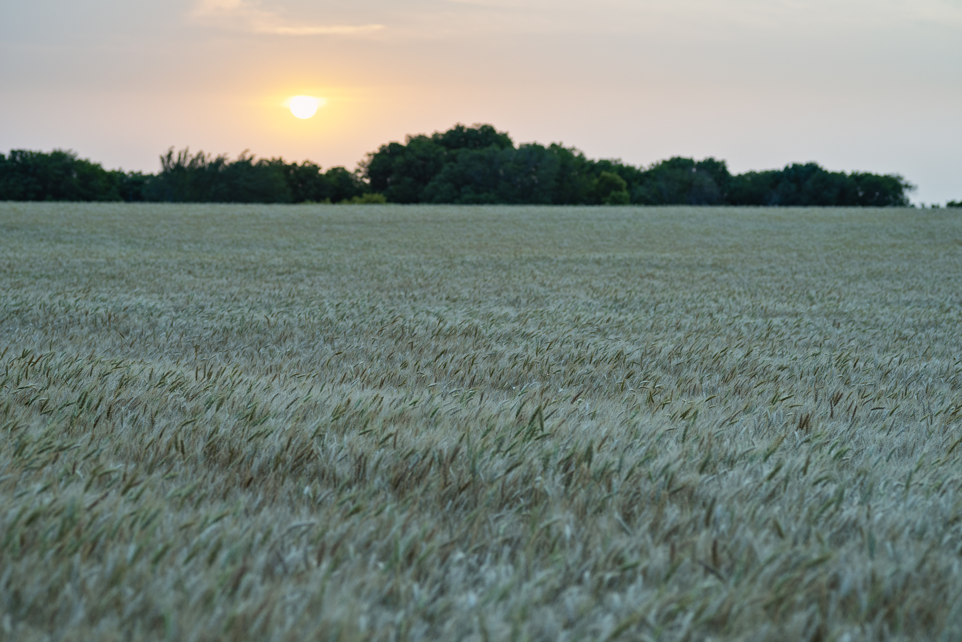 Head Turning Vision II