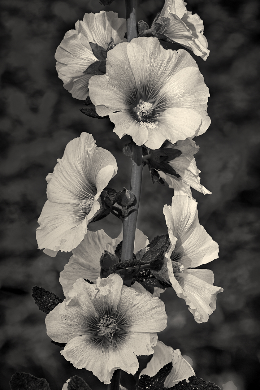 Heirloom Bloomers II