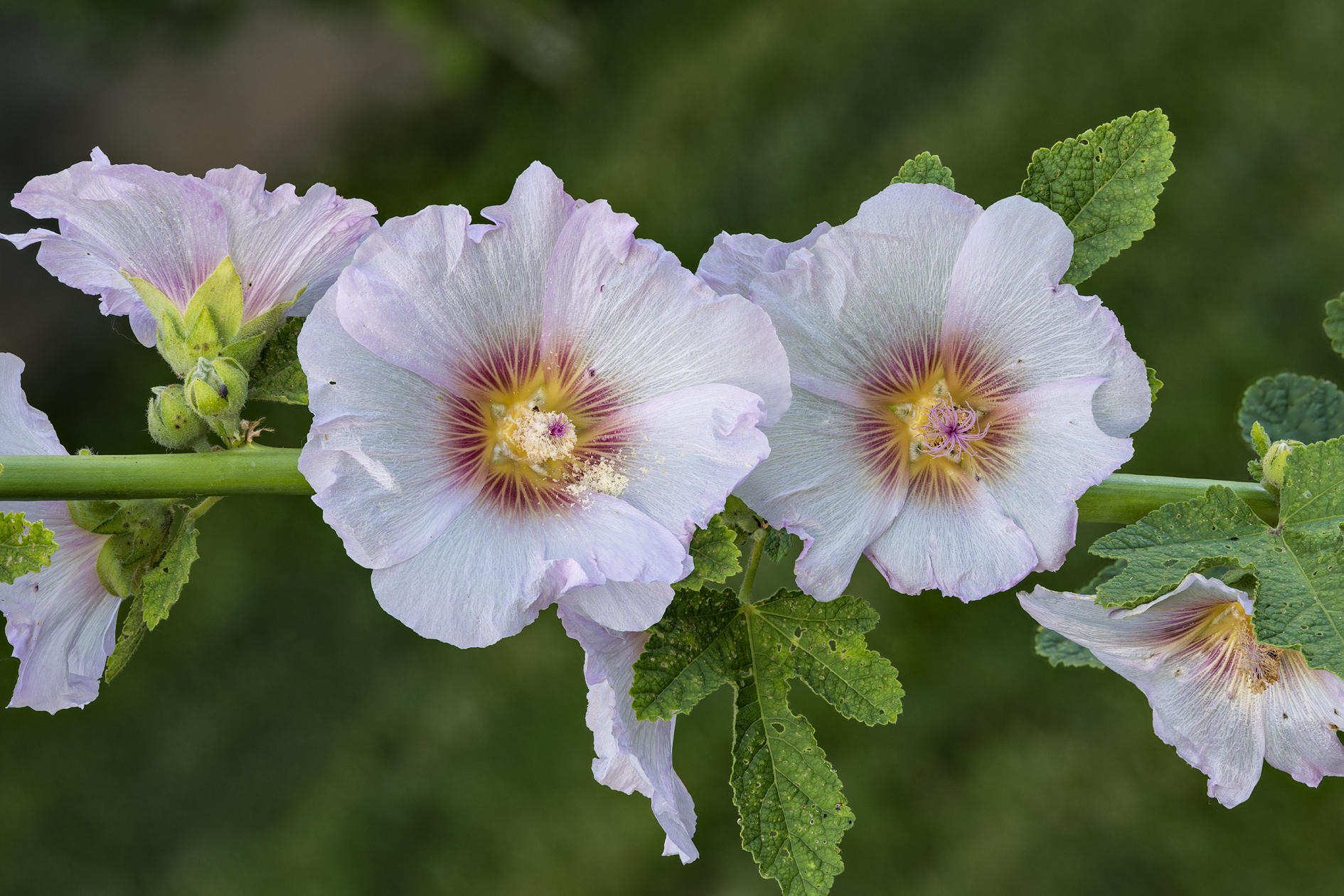 Heirloom Bloomers III