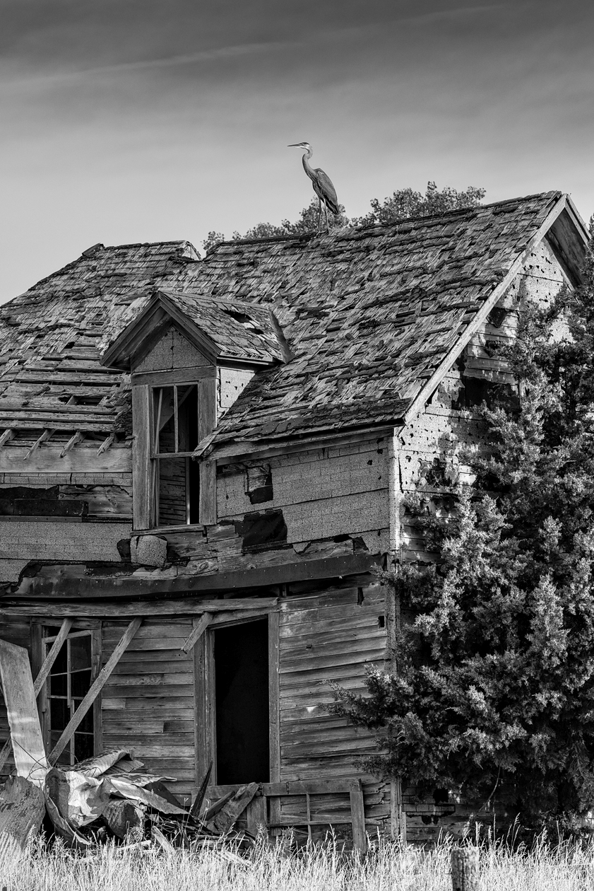 Home Is Where the Heron Is II