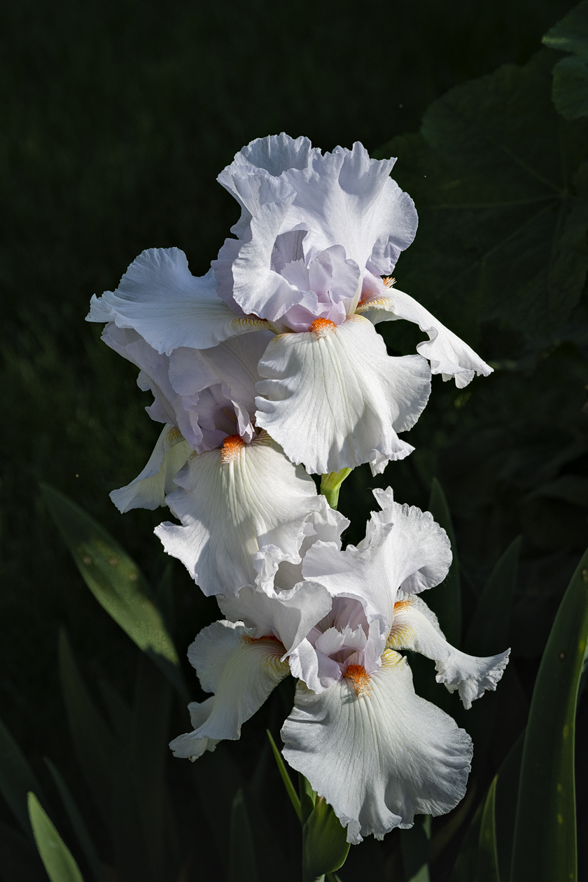 In My Neighbors Garden