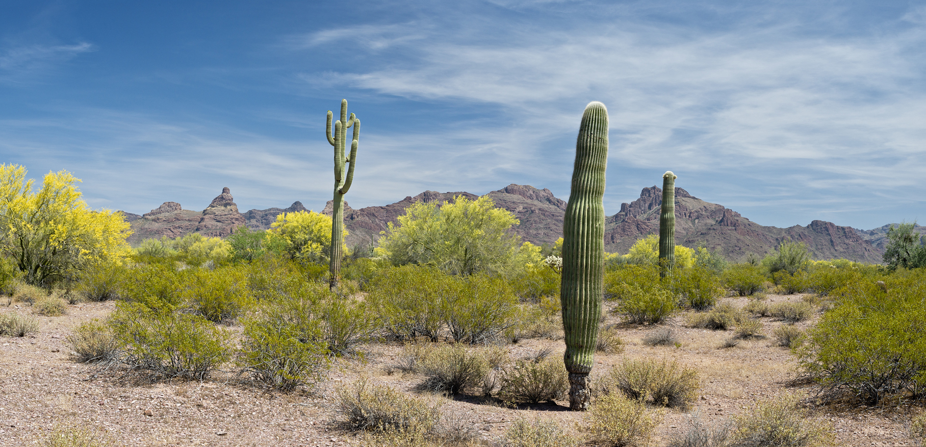 In the Valley of the Ajo
