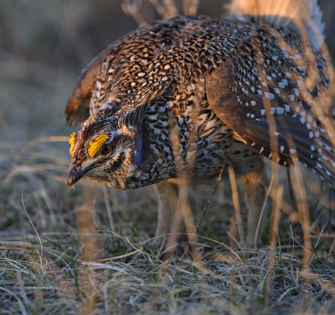 Intimidation Game II