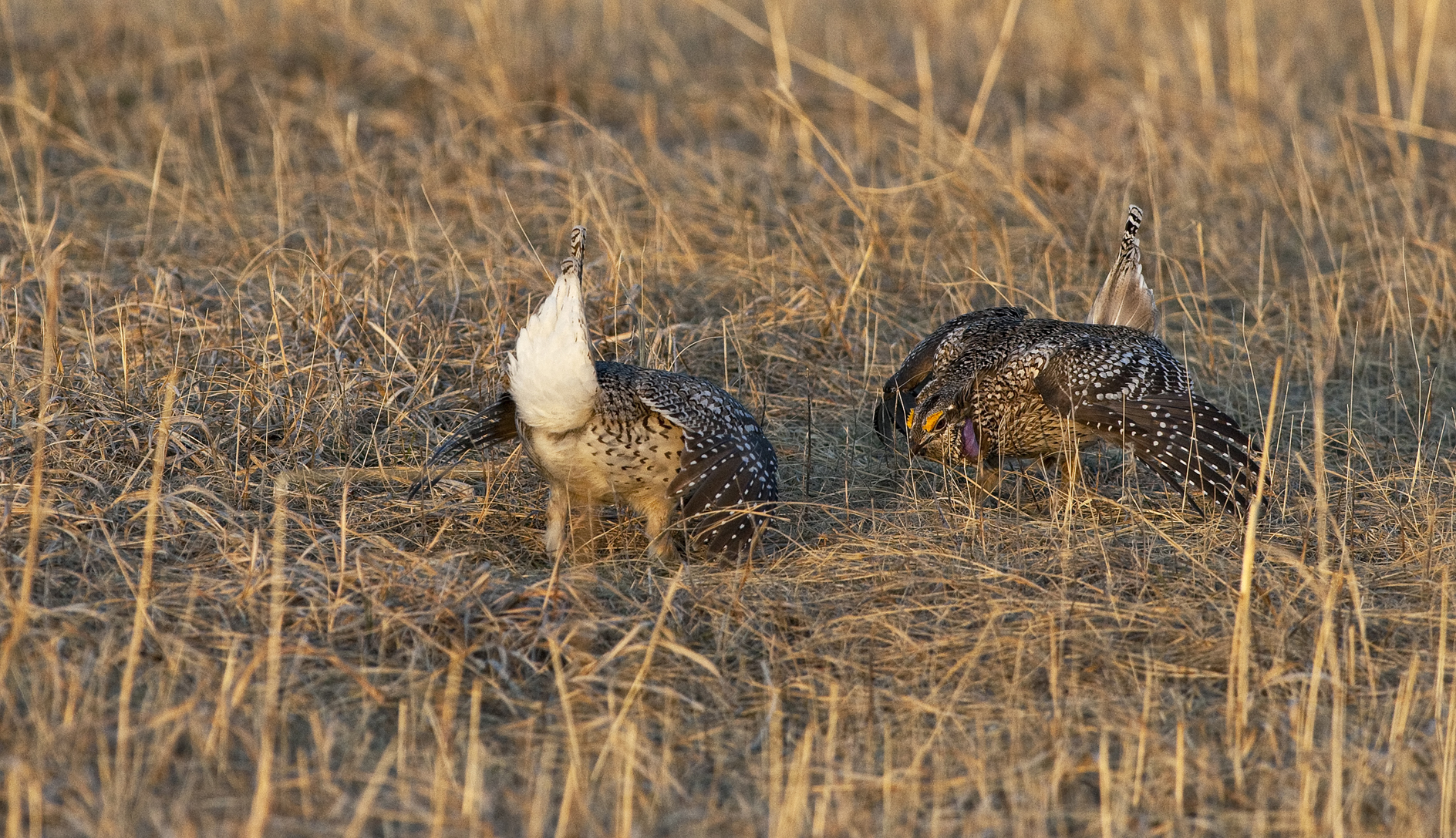 Intimidation Game III