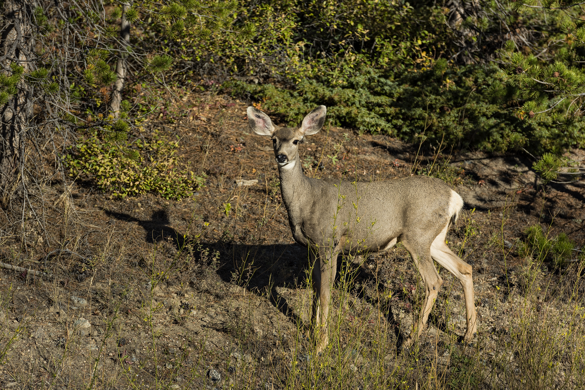 Just Me and My Shadow