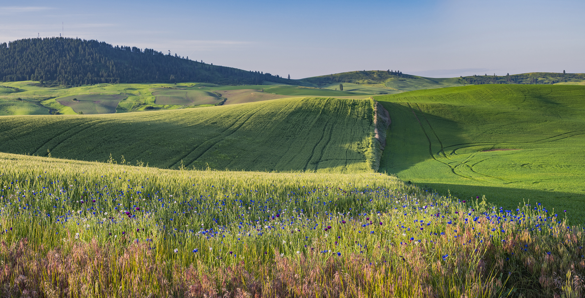 Kamiak Butte Morning