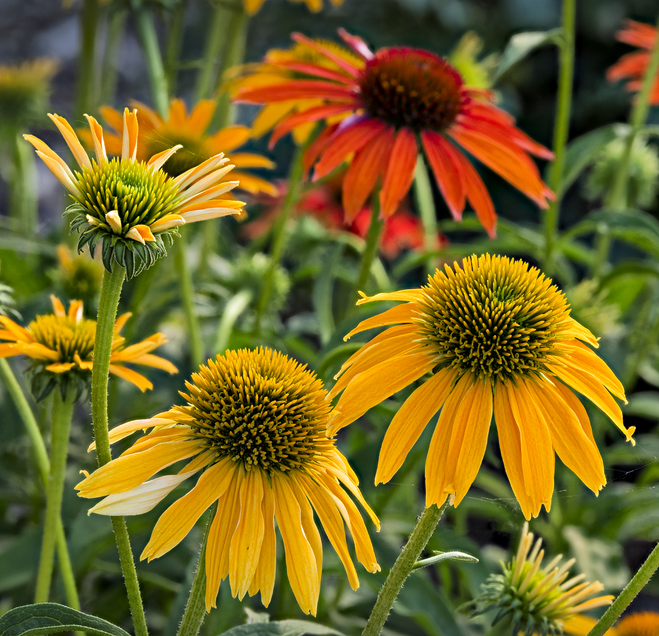 Late Summer Colors II