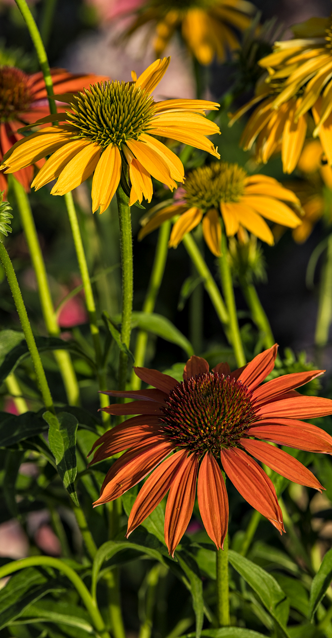 Late Summer Colors III