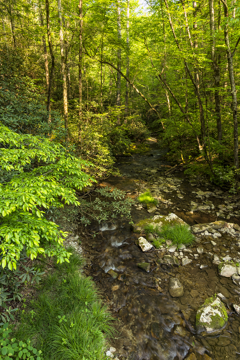 Laurel Creek Morning