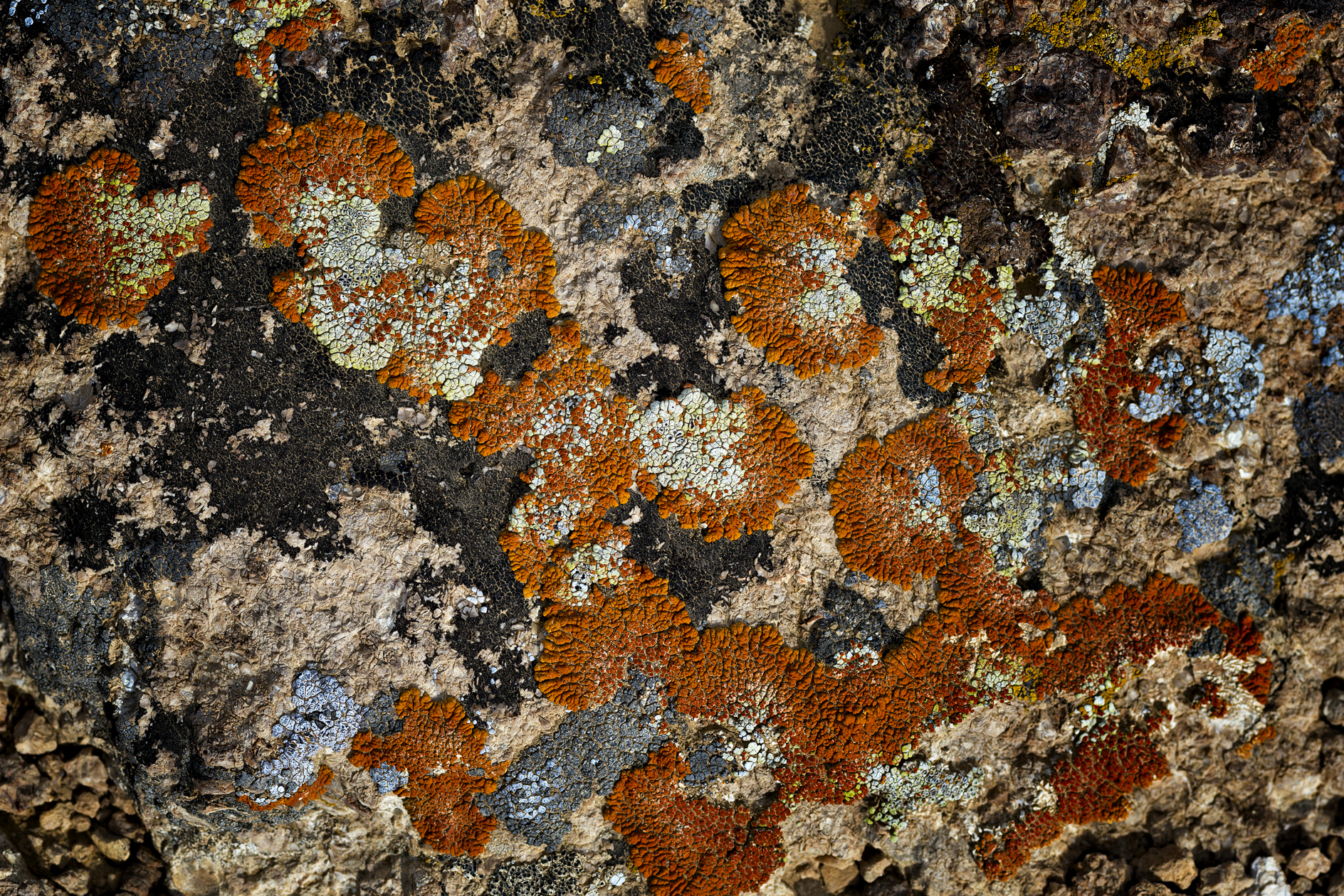 Lichen It