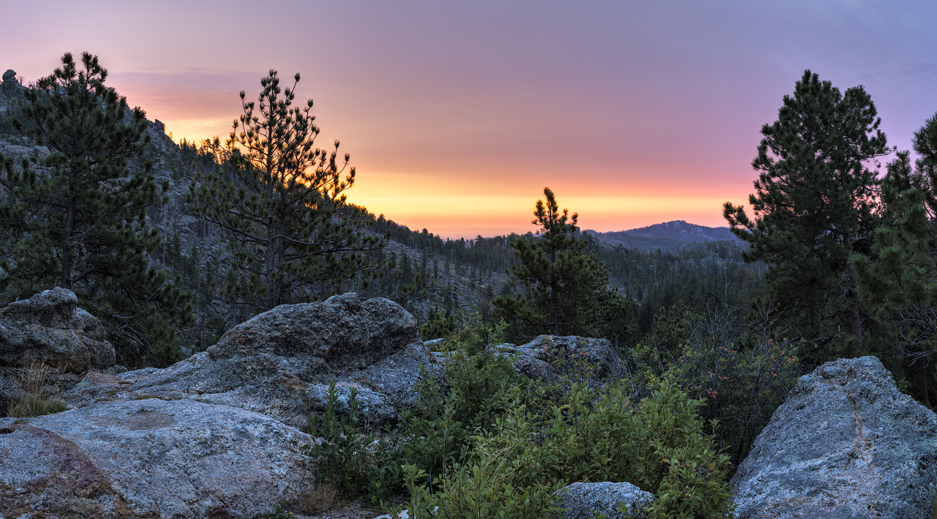 Lichen the Sunrise II
