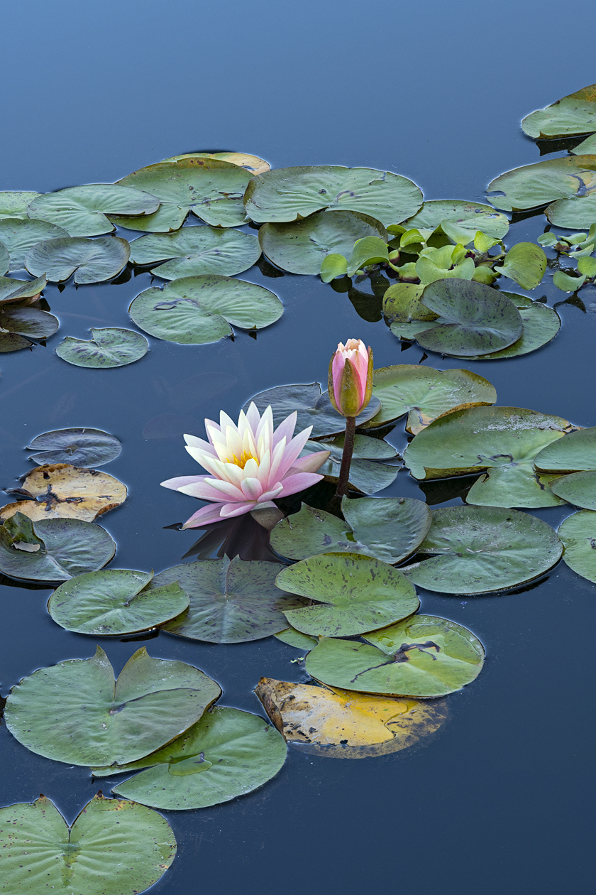 Lily Pond Morning