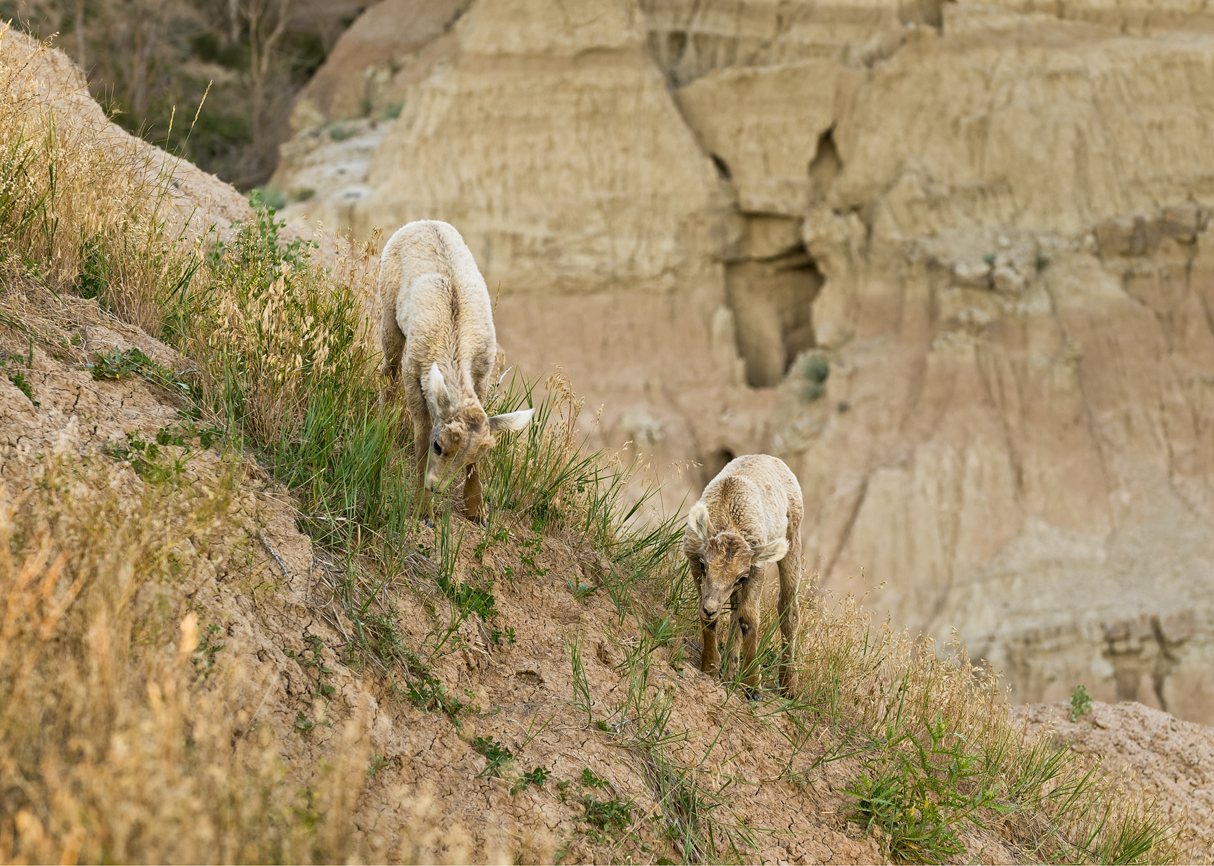 Little Bighorns