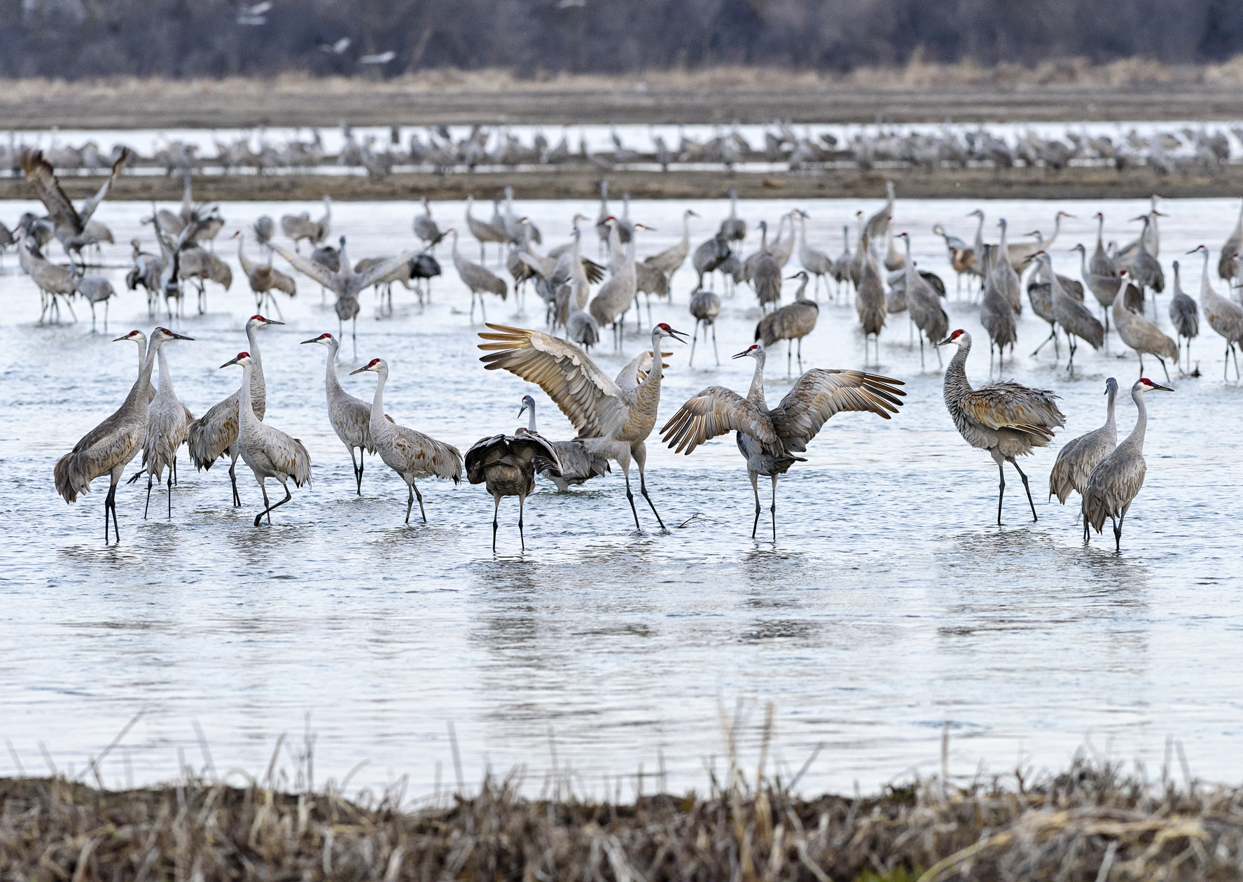 Lively Conversations