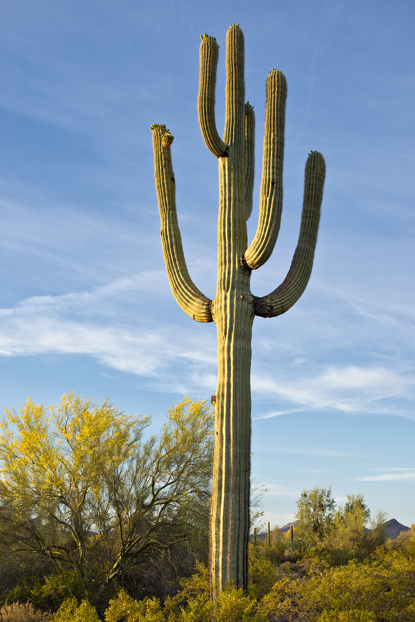 Lofty Aspirations II