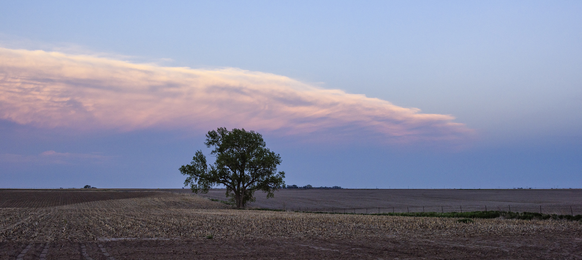 Lonesome Tree Evening