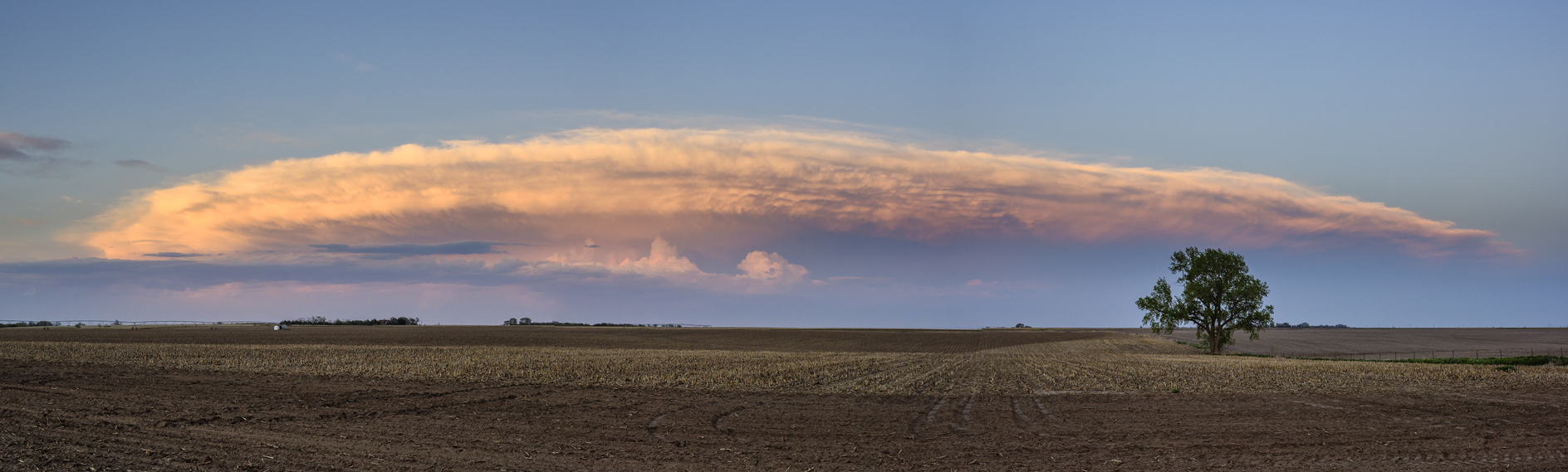 Lonesome Tree Evening II