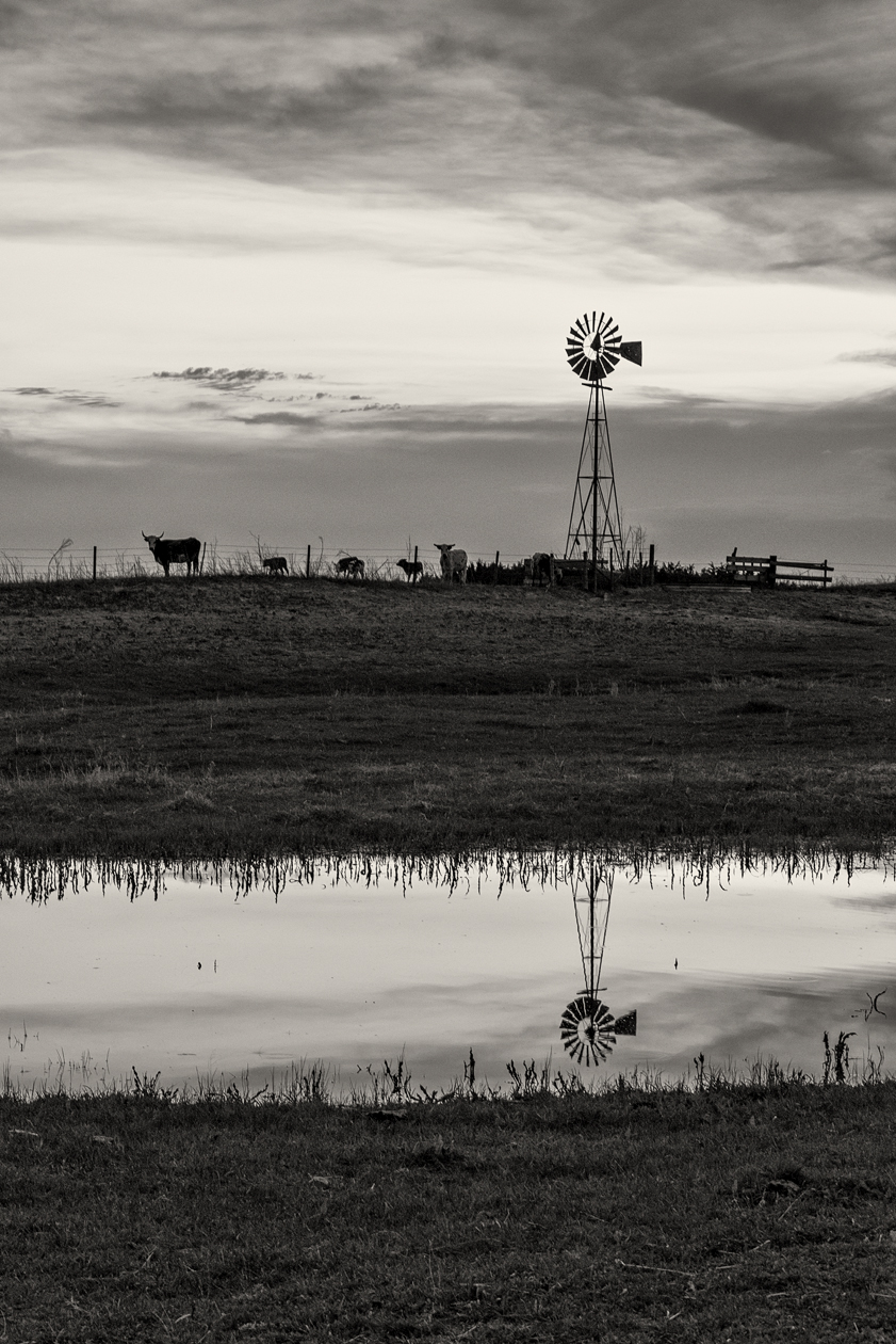 Longhorn Evening III
