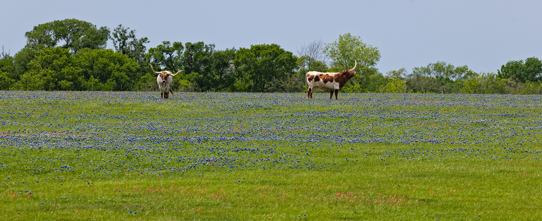 Longhorn Spring