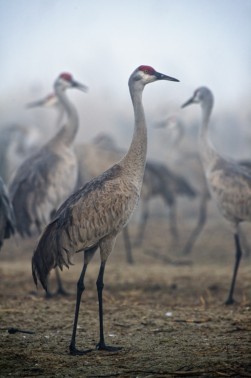 Looking for a Familiar Face