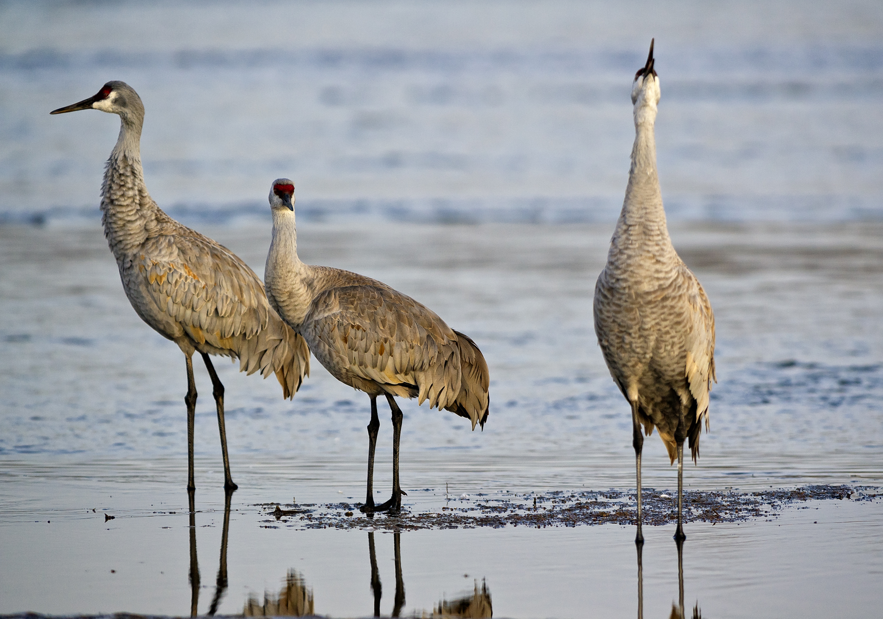 Looking for a Fourth