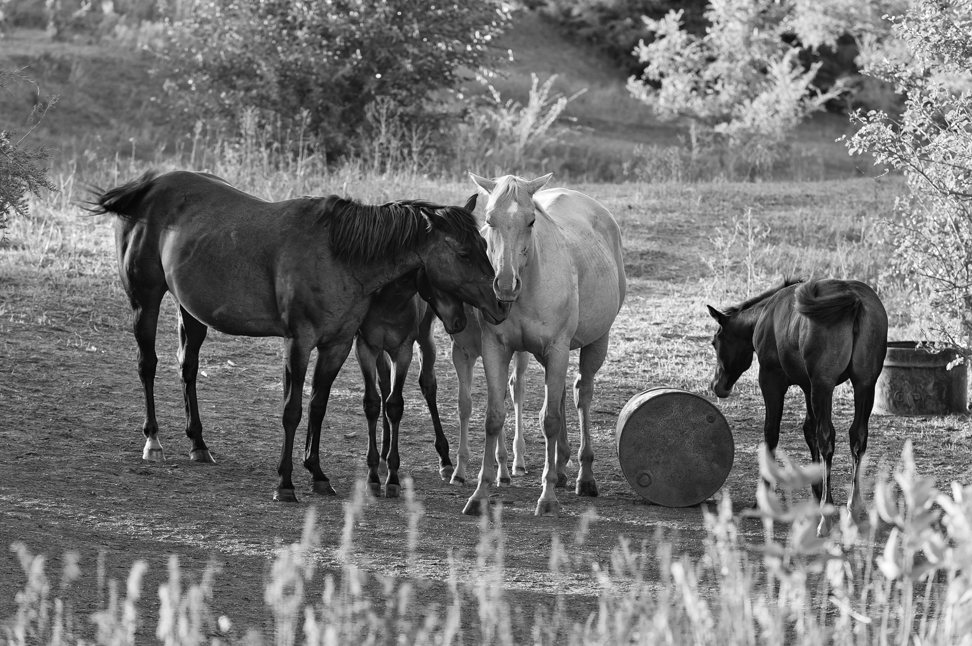 Looking for a Nuzzle