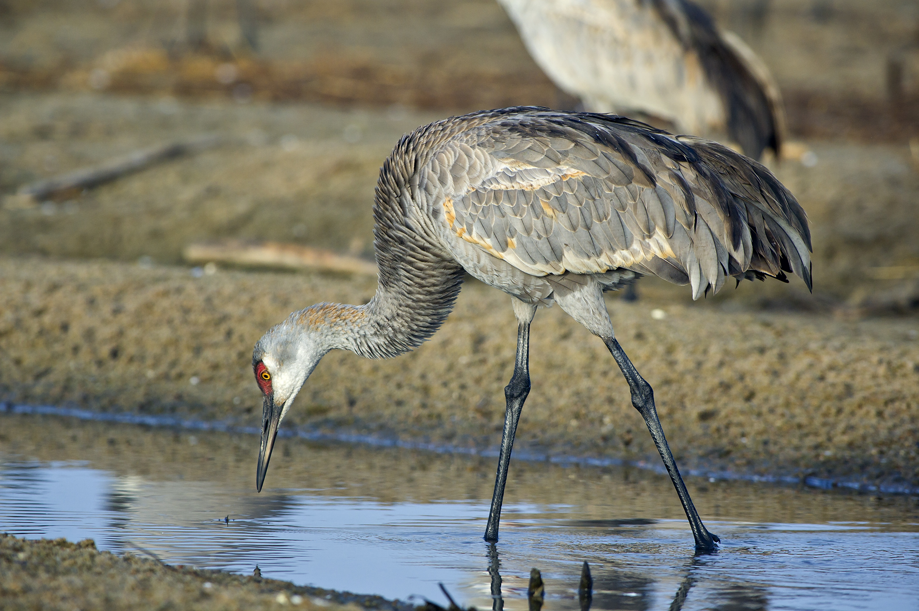 Looking for Mister Goodbar